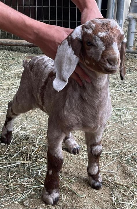 dappled boer goats for sale|rebel mountain ranch boer goats.